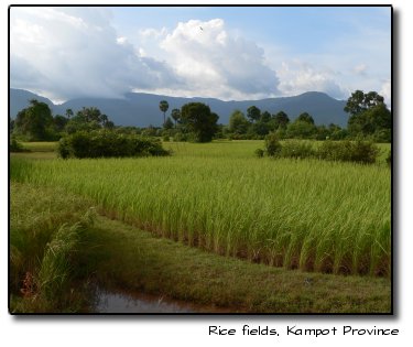 Rice fields, Kampot Province