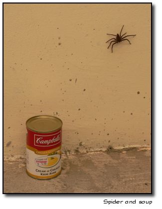 Kinda large spider
