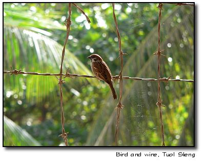 Bird perched on barbed wire, Tuol Sleng